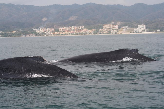 Small-Group Half-Day Whale-Watching Tour in Puerto Vallarta - Dolphins, turtles, and whale songs