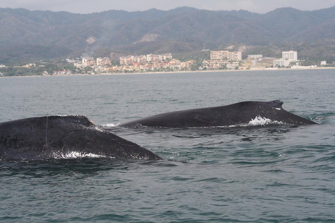 Small-Group Half-Day Whale-Watching Tour in Puerto Vallarta - Is the 110 dollar price fair?