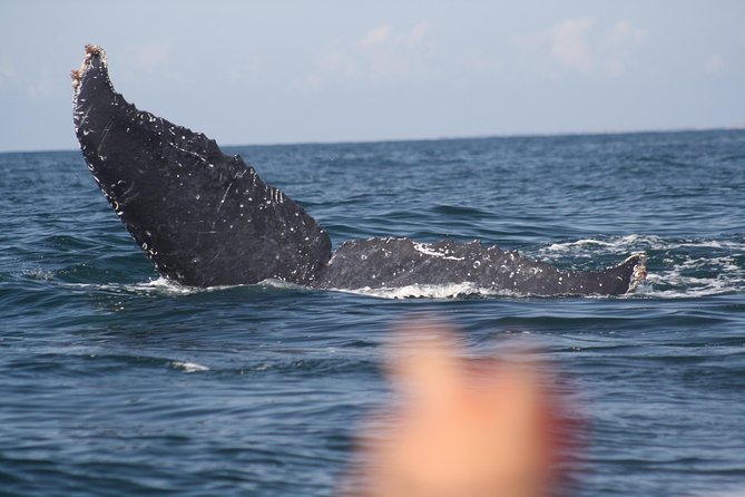 Small-Group Half-Day Whale-Watching Tour in Puerto Vallarta - Guides who explain what you are seeing