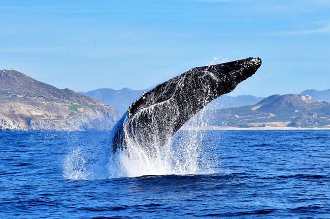 SMALL GROUP Whale Watch | Cabo San Lucas | Biologist | FREE Pics - The Arch, Lovers Beach, and Pelican Rock