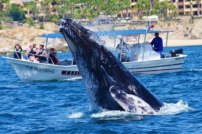 SMALL GROUP Whale Watch | Cabo San Lucas | Biologist | FREE Pics - Hearing whales with a hydrophone