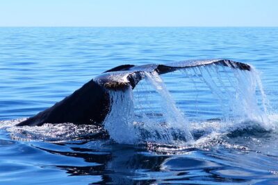 SMALL GROUP Whale Watch | Cabo San Lucas | Biologist | FREE Pics