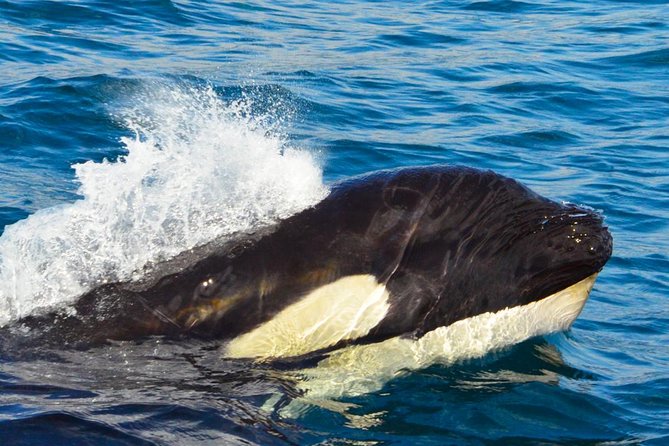 SMALL GROUP Whale Watch | Cabo San Lucas | Biologist | FREE Pics - What the guide and captain add