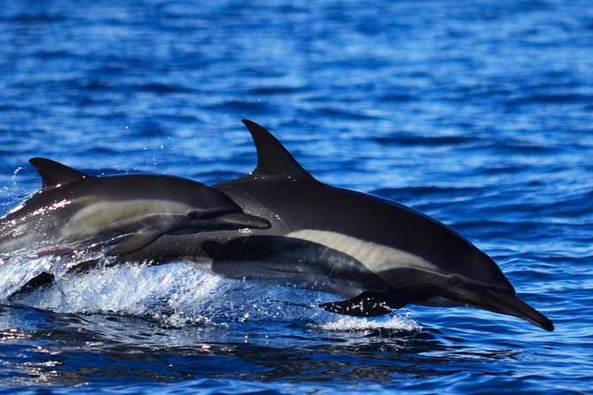 SMALL GROUP Whale Watch | Cabo San Lucas | Biologist | FREE Pics - Rough water, comfort, and practical advice