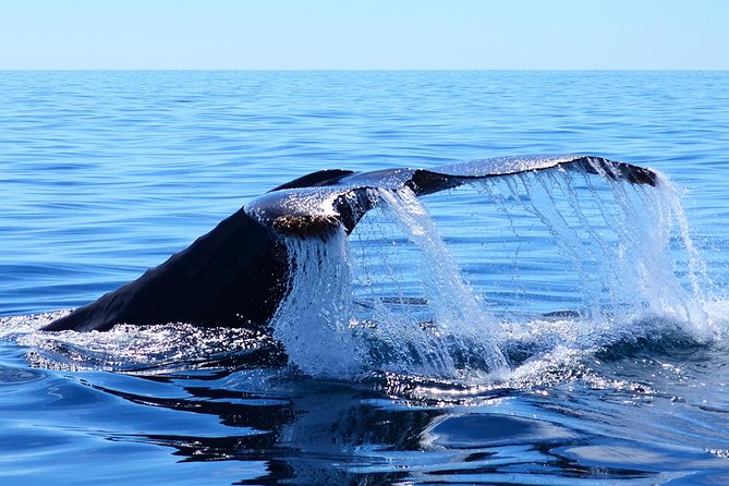 SMALL GROUP Whale Watch | Cabo San Lucas | Biologist | FREE Pics - Heading into open water for whales
