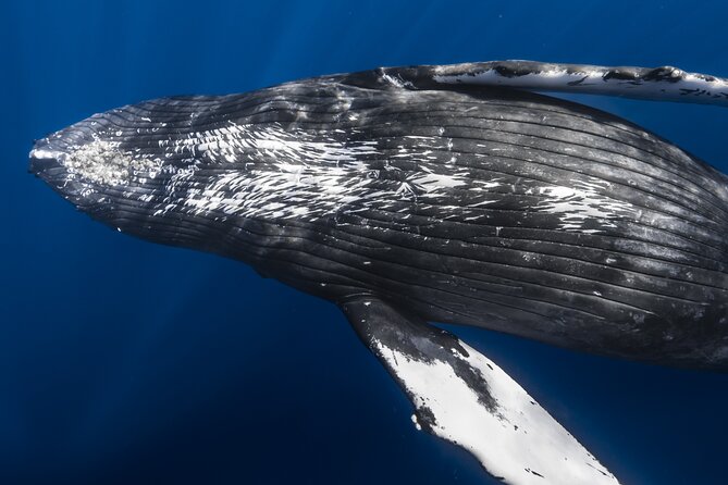 Small Group Whale Watching in Kona Hawaii - Key points for your Kona whale watch