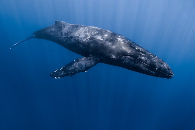 Small Group Whale Watching in Kona Hawaii - Leaving from Kailua-Kona Harbor at 12:45 PM