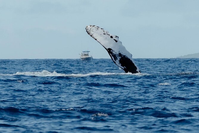 Small Group Whale Watching in Kona Hawaii - Humpbacks are the main attraction, but not the only one