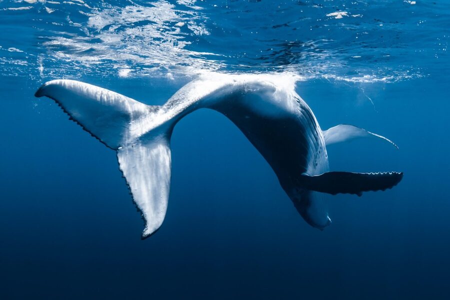 Small Group Whale Watching in Kona Hawaii - A small group changes the tone