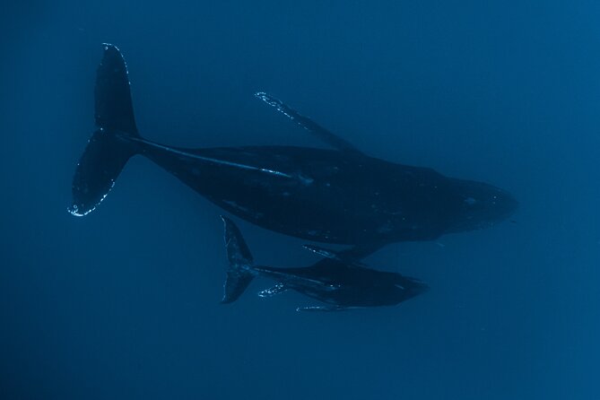 Small Group Whale Watching in Kona Hawaii - Monet and Brenden keep the experience personal