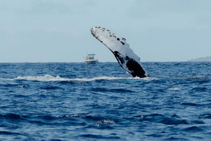 Small Group Whale Watching in Kona Hawaii - Is $140 a good value?
