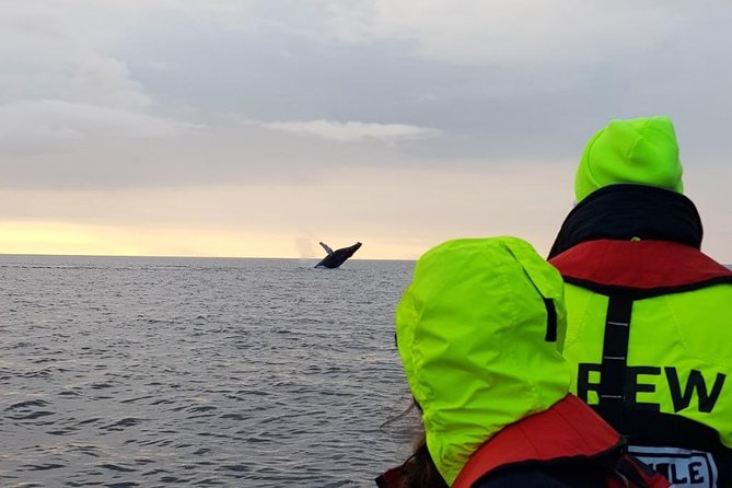 Small-group Whale Watching in the Midnight Sun from Reykjavík - A small boat and a long Icelandic evening