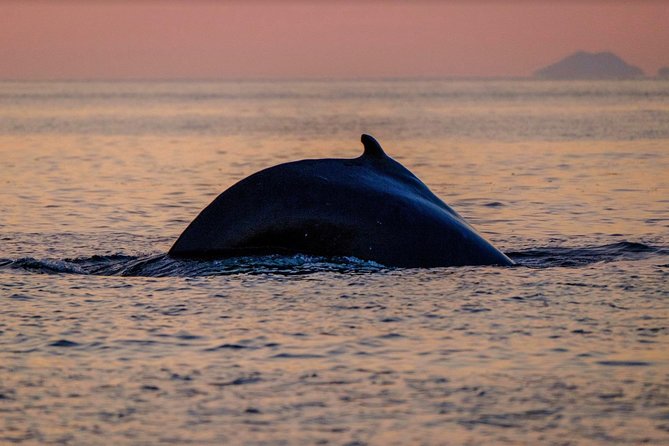 Small-group Whale Watching in the Midnight Sun from Reykjavík - Searching Faxaflói for whales and dolphins