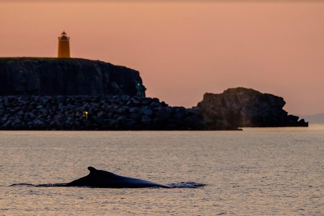 Small-group Whale Watching in the Midnight Sun from Reykjavík - What the midnight sun adds