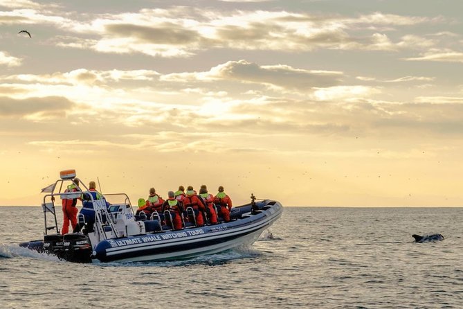 Small-group Whale Watching in the Midnight Sun from Reykjavík - Is $203.50 a fair price?