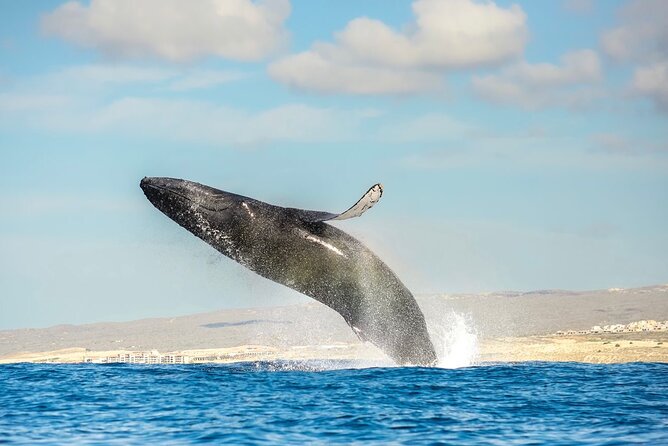 Small-Group Whale Watching Zodiac Boat Cruise in Cabo San Lucas - Fast water and close whale watching from Cabo