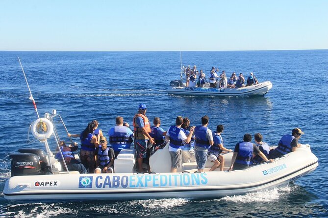 Small-Group Whale Watching Zodiac Boat Cruise in Cabo San Lucas - Searching both sides of the peninsula