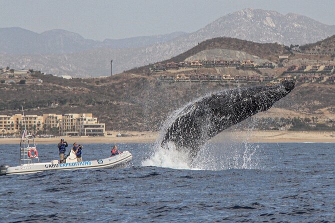 Small-Group Whale Watching Zodiac Boat Cruise in Cabo San Lucas - What the marine guide adds