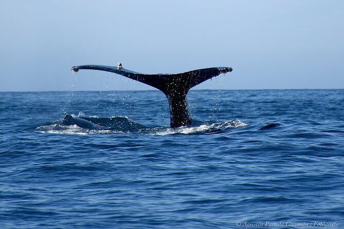 Small-Group Whale Watching Zodiac Boat Cruise in Cabo San Lucas - Group size, seating, and the view from the boat