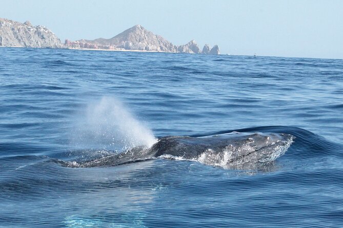 Small-Group Whale Watching Zodiac Boat Cruise in Cabo San Lucas - Rough water and physical comfort