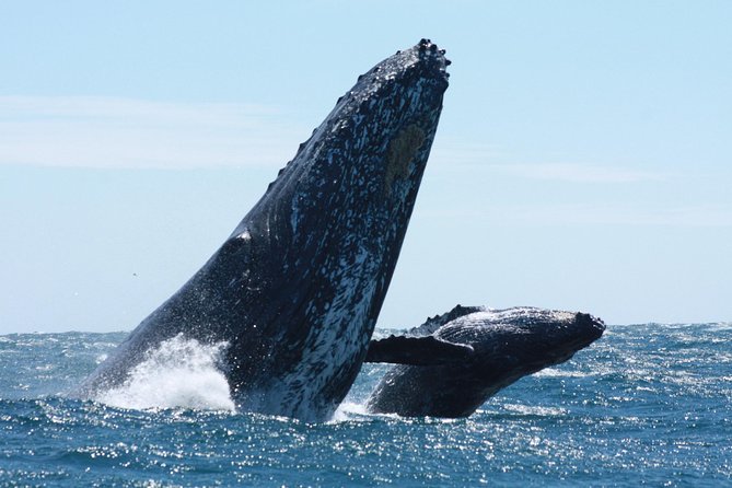 Small-Group Whale Watching Zodiac Boat Cruise in Cabo San Lucas - First stop: El Arco at Land’s End