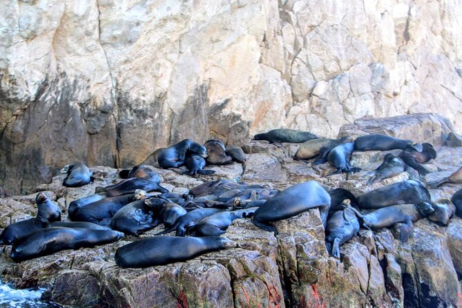 Snorkeling and whale watching Tour in Cabo - Neptune’s Finger brings a second fish stop