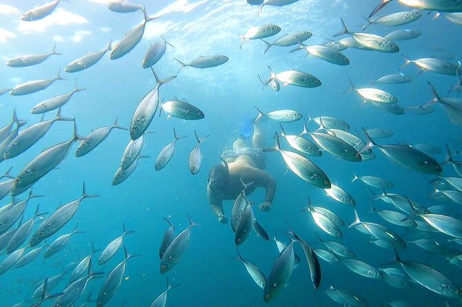 Snorkeling and whale watching Tour in Cabo - Is $850 a fair price for your group?