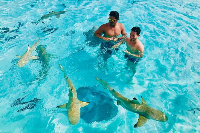 Snorkeling Lagoon Cruise and Whale Watching in Moorea - Key points to know before you book