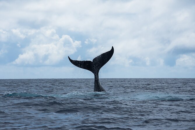 Snorkeling Lagoon Cruise and Whale Watching in Moorea - Setting out from Moorea’s Opunohu Bay