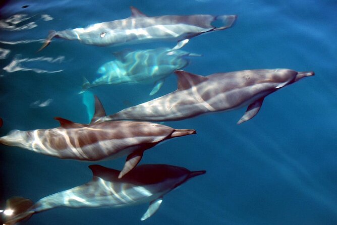 Snorkeling Lagoon Cruise and Whale Watching in Moorea - Maui’s guiding style and the small-group format
