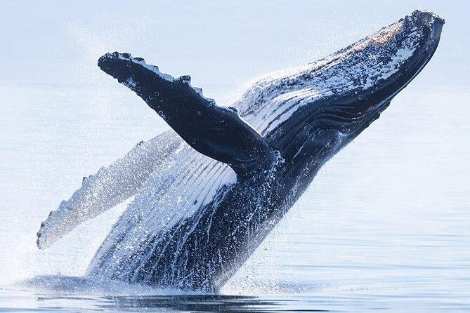 Snorkeling Lagoon Cruise and Whale Watching in Moorea - Is $180.58 a fair price?