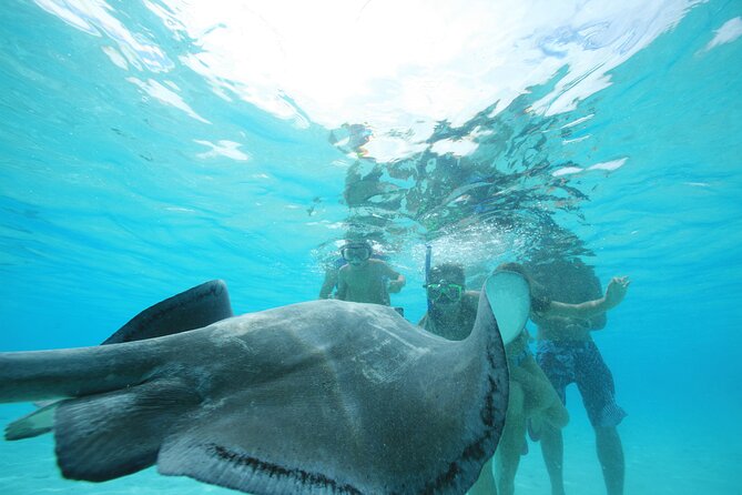 Snorkeling Lagoon Cruise and Whale Watching in Moorea - What to know about timing and conditions