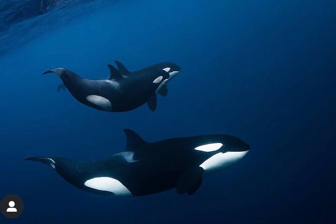 Snorkeling with Orcas In Norway, 4 days All-Inclusive expedition - Four days from Tromsø to the whale grounds