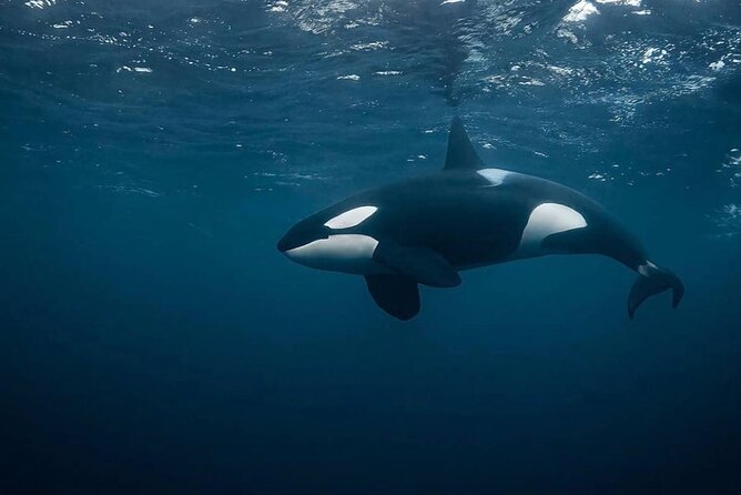 Snorkeling with Orcas In Norway, 4 days All-Inclusive expedition - What the search for orcas and humpbacks is really like