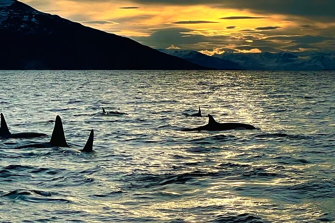 Snorkeling with Orcas In Norway, 4 days All-Inclusive expedition - Scenery from Tromsø to Skjervøy