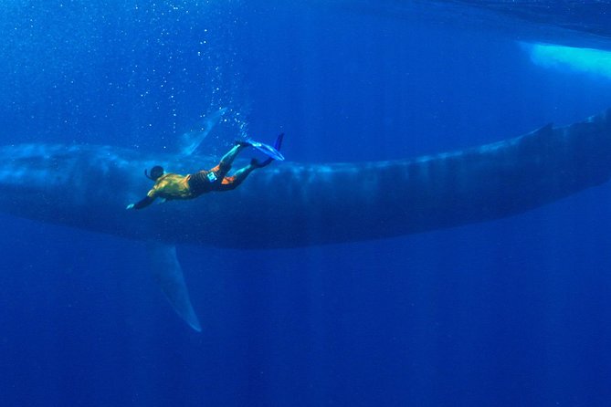 Snorkeling with Whales in Mirissa - Key points to know before you book