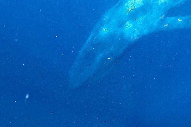 Snorkeling with Whales in Mirissa - Timing, sea conditions, and the risk of disappointment