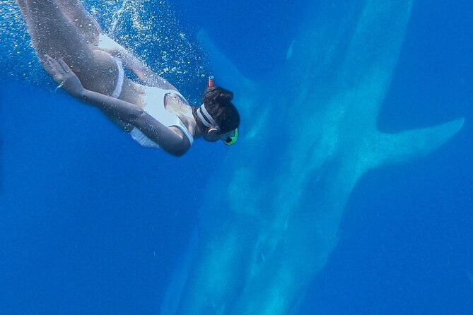 Snorkeling with Whales in Mirissa - Who will enjoy this most