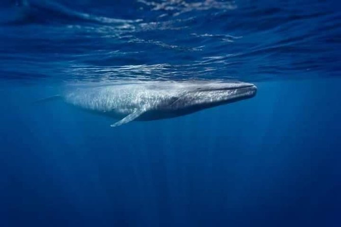Snorkeling with Whales in Mirissa - Searching for whales off Mirissa