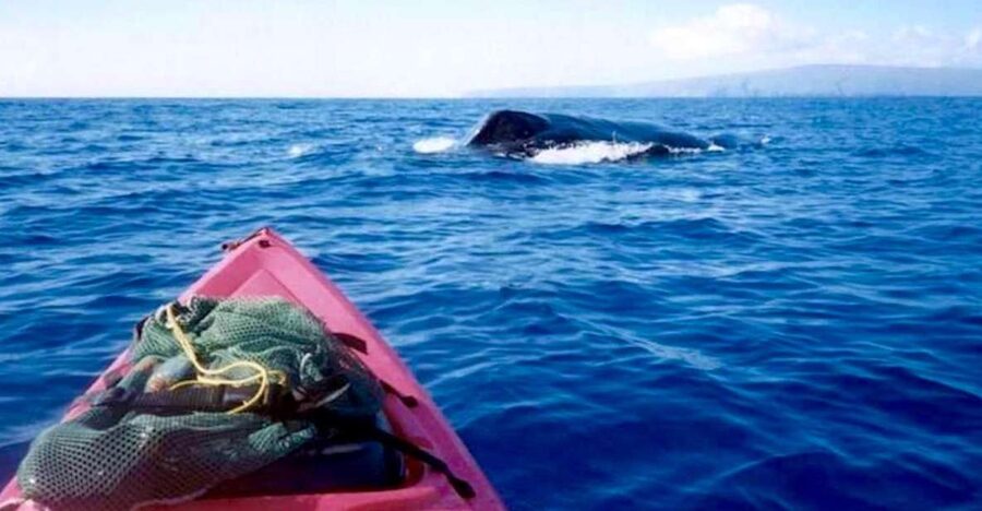 South Maui: Whale Watch Kayaking and Snorkel Tour in Kihei - Key points to know before booking