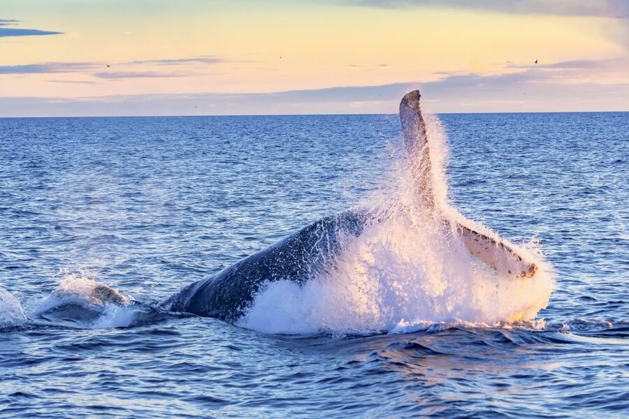 South Maui: Whale Watch Kayaking and Snorkel Tour in Kihei - A water-level view of South Maui