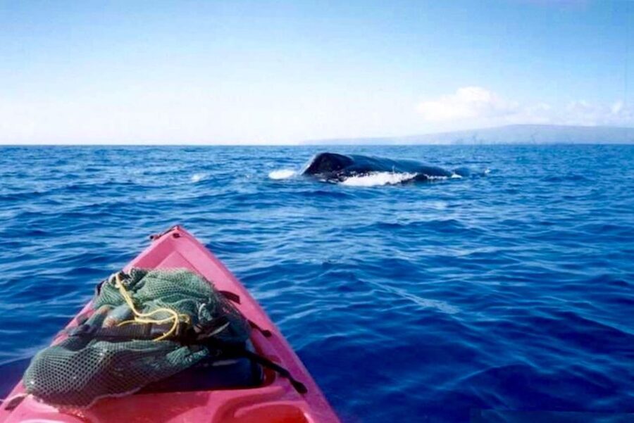 South Maui: Whale Watch Kayaking and Snorkel Tour in Kihei - Searching for humpback whales by kayak