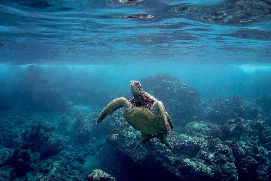 South Maui: Whale Watch Kayaking and Snorkel Tour in Kihei - Why the reef stop matters