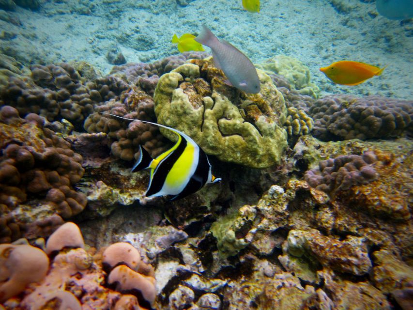South Maui: Whale Watch Kayaking and Snorkel Tour in Kihei - Guides who shape the experience