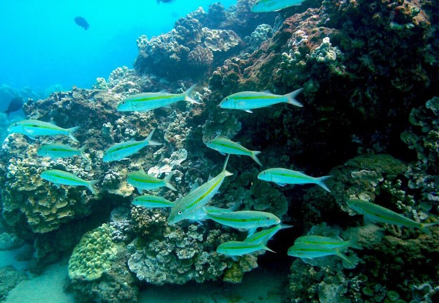 South Maui: Whale Watch Kayaking and Snorkel Tour in Kihei - What the $118 price includes