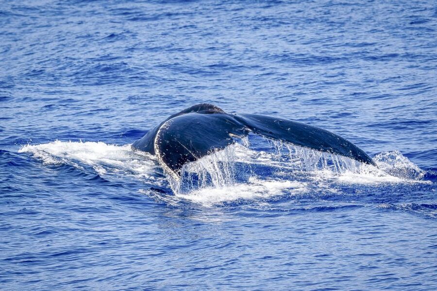 South Maui: Whale Watch Kayaking and Snorkel Tour in Kihei - Practical planning for the morning