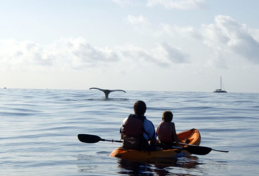 South Maui: Whale Watch Kayaking and Snorkel Tour in Kihei - Who will enjoy this outing most