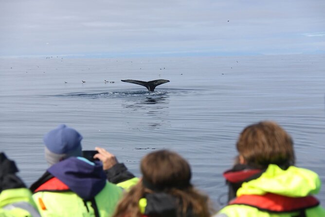 Speedboat Whale Watching Small-Group Tour in Reykjavik - Puffins and the extra wildlife around the bay