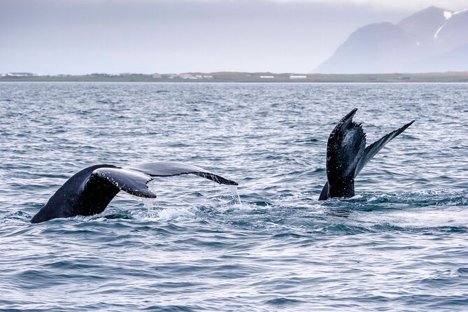 Speedboat Whale Watching Small-Group Tour in Reykjavik - What the speed means for comfort