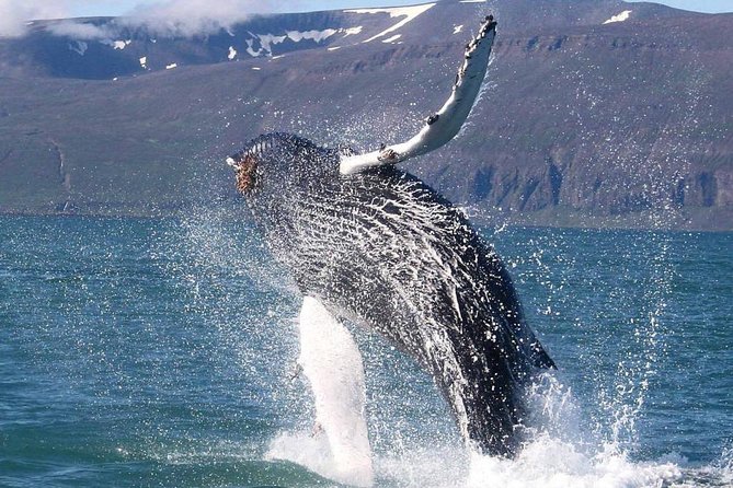 Speedboat Whale Watching Small-Group Tour in Reykjavik - A closer look at the two-hour timing